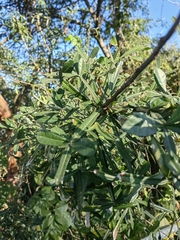 Crescentia alata