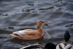 Anas platyrhynchos domesticus