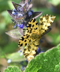 Pseudopanthera macularia