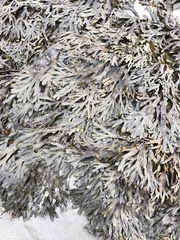 Fucus vesiculosus