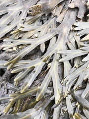 Fucus vesiculosus