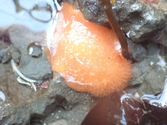 Acanthodoris lutea