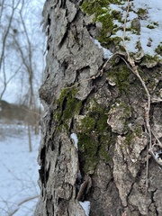 Pseudanomodon attenuatus