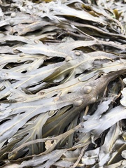 Fucus vesiculosus