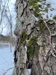 Pseudanomodon attenuatus