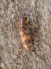 Cymatodera undulata