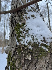 Pseudanomodon attenuatus