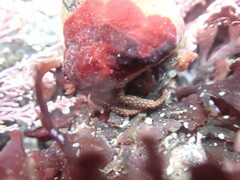 Pagurus granosimanus