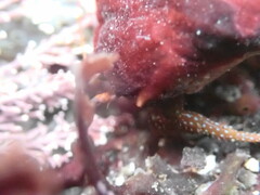 Pagurus granosimanus