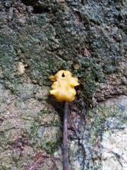 Cantharellus romagnesianus