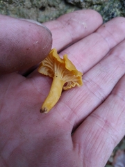 Cantharellus romagnesianus