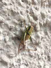 Eupholidoptera chabrieri