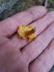 Cantharellus romagnesianus