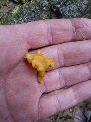 Cantharellus romagnesianus