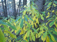 Daphne mezereum