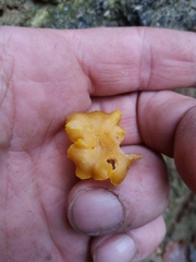 Cantharellus romagnesianus