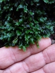 Fissidens dubius