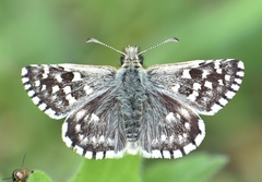 Pyrgus malvae