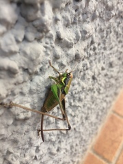 Eupholidoptera chabrieri