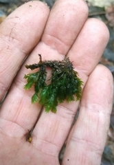 Fissidens dubius