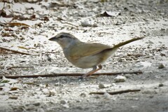 Arremonops rufivirgatus