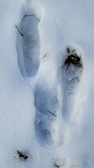 Lepus americanus