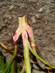 Rumex sanguineus
