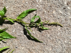 Rumex sanguineus