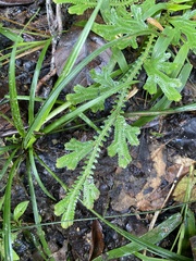 Selaginella doederleinii