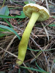 Tricholoma sulphureum
