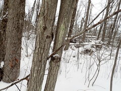 Proliferodiscus pulveraceus