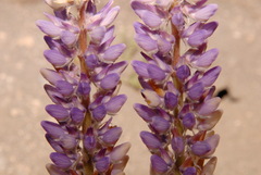 Lupinus lepidus confertus