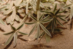 Lupinus lepidus confertus