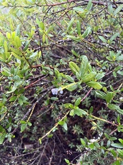 Ceanothus