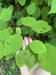 Hydrangea arborescens