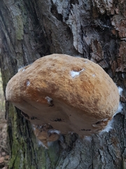 Phellinus