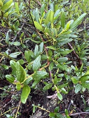 Ceanothus