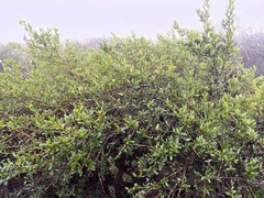 Ceanothus