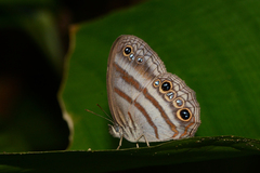 Cissia myncea