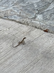 Anolis semilineatus