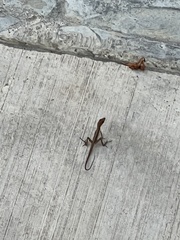 Anolis semilineatus