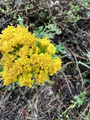 Eriophyllum