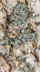 Phaeophyscia rubropulchra