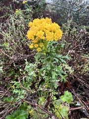 Eriophyllum