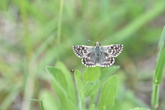 Pyrgus malvae