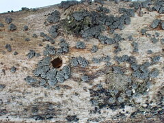 Proliferodiscus pulveraceus