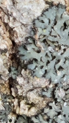 Phaeophyscia rubropulchra