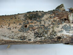 Proliferodiscus pulveraceus