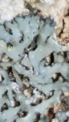 Phaeophyscia rubropulchra