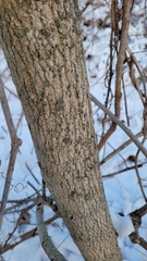 Phaeophyscia rubropulchra